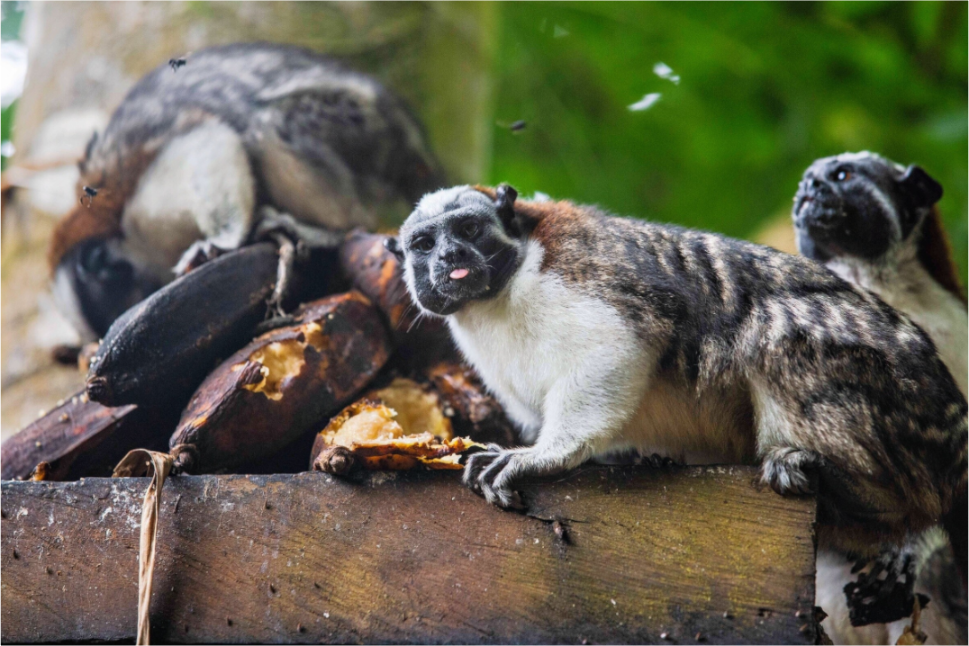 The Sentinel of Darién: White-Headed Marmoset