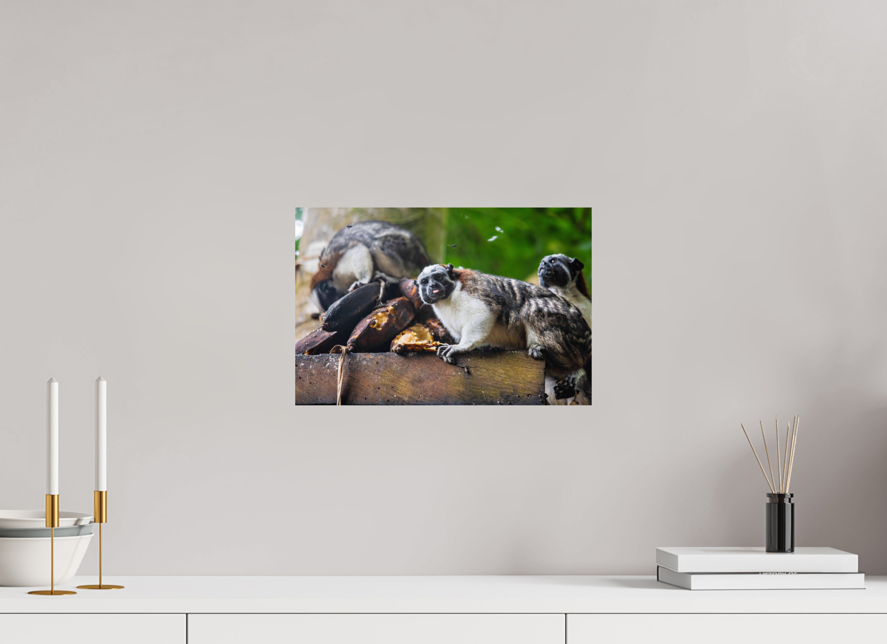 15 x 10″, Photo Print On Fuji Crystal DP II The Sentinel of Darién: White-Headed Marmoset