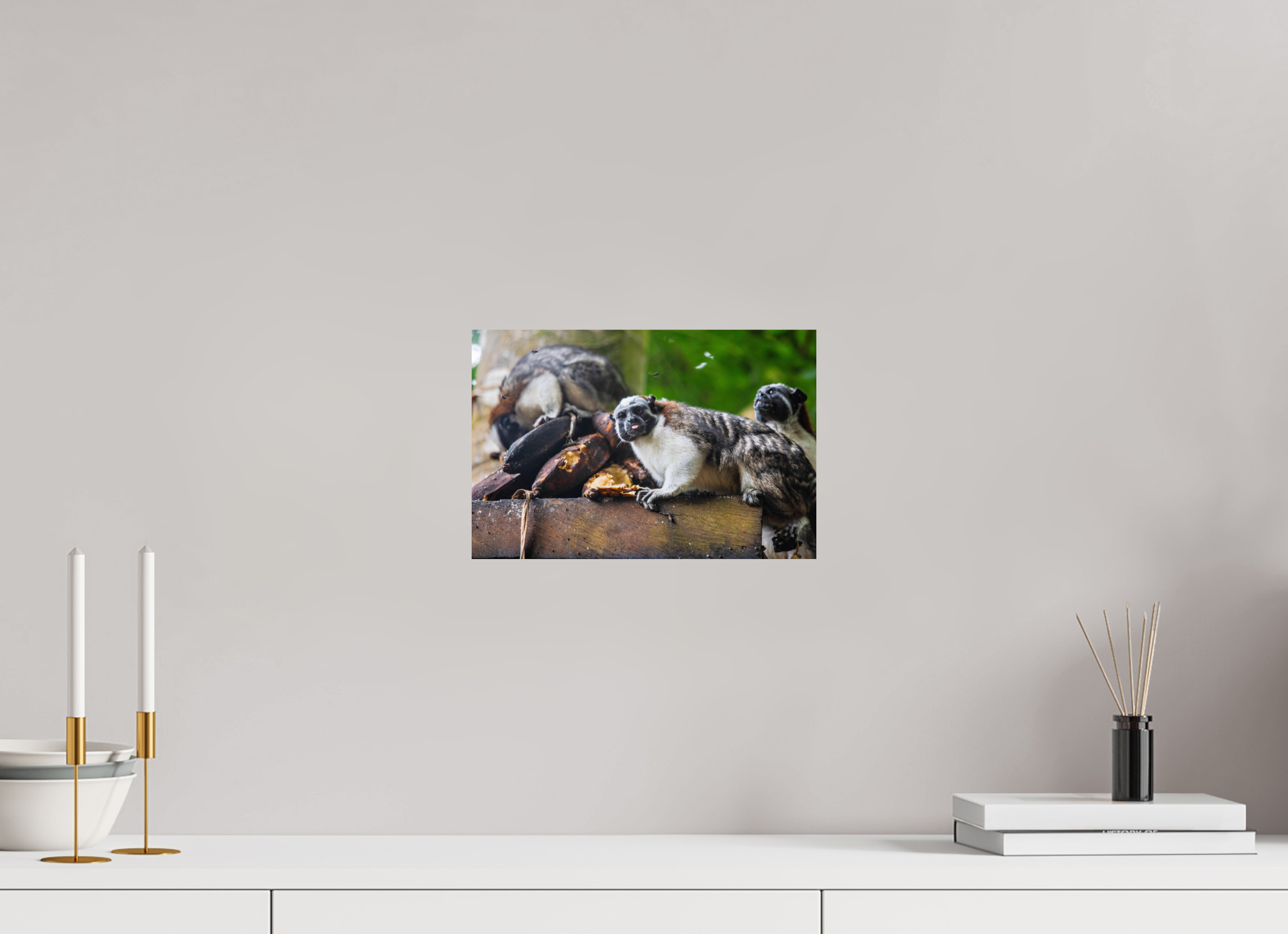 12 x 8″, Photo Print On Fuji Crystal DP II The Sentinel of Darién: White-Headed Marmoset