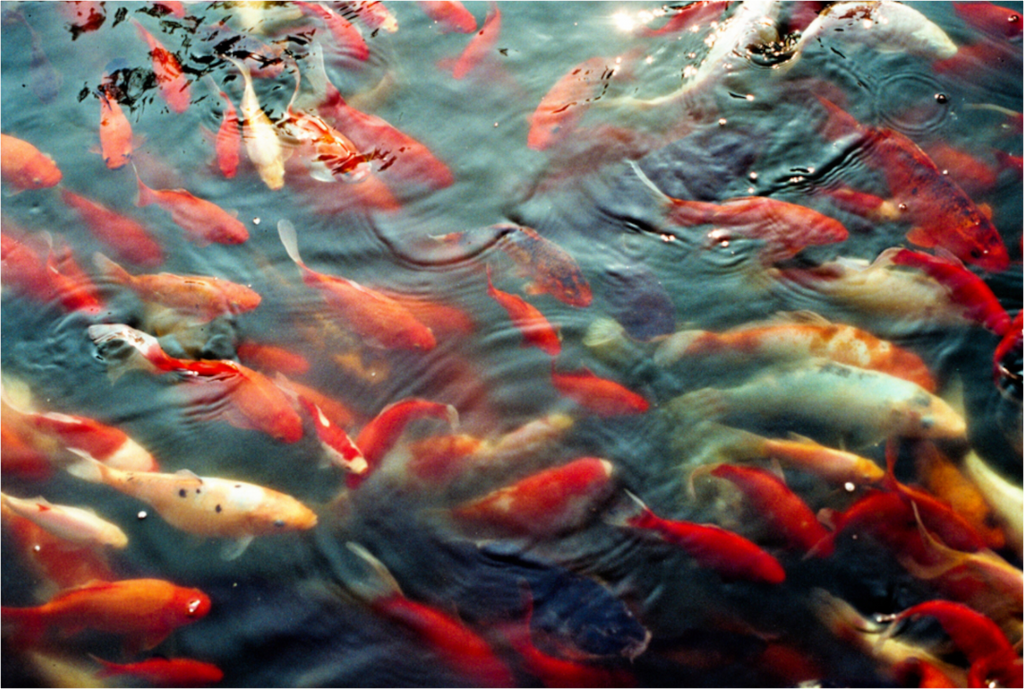 Main image Amber Currents: A Morning in Vladivostok