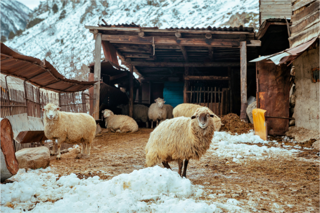 Main image Highland Sanctuary: Shepherds of the Caucasus